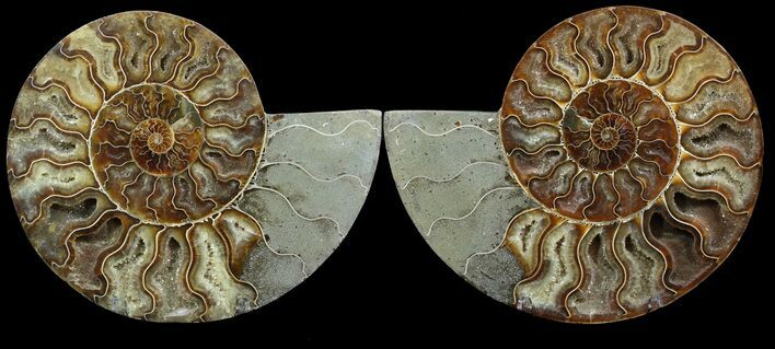 Cut & Polished Ammonite Fossil - Agatized #49912